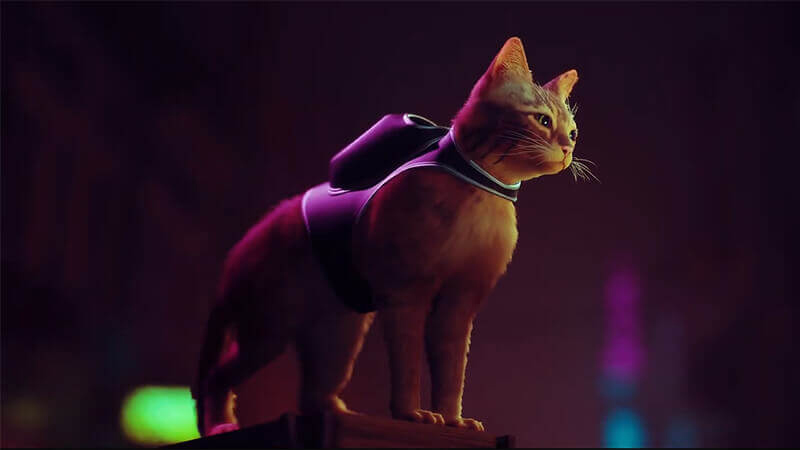 Stray
